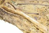 Dinosaur Tendons and Bones in Sandstone - Wyoming #228358-8